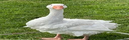 Geese poultry for sale: 2 Male Sebastapol geese  - Advert 1