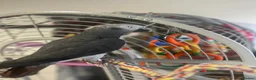 Parrots birds for sale: African grey timneh parrot in Smethwick - Advert 3