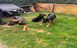 German Shepherd dogs for sale: GSD Puppy (F) - Image 6