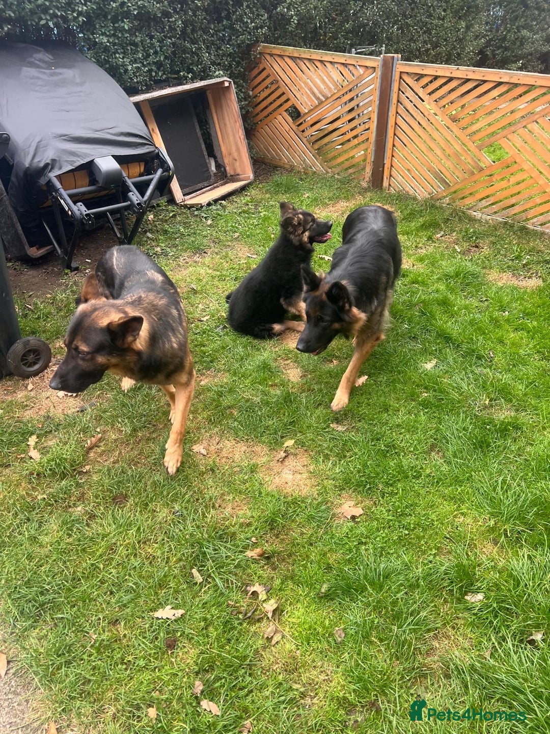 German Shepherd dogs for sale: GSD Puppy (F) - Image 6