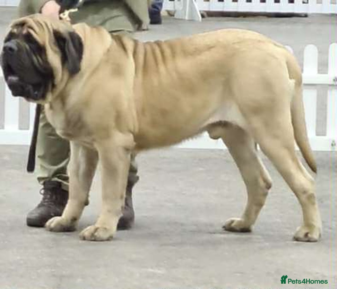 Mastiff dogs for sale: KC English mastiff Puppies  - Advert 10