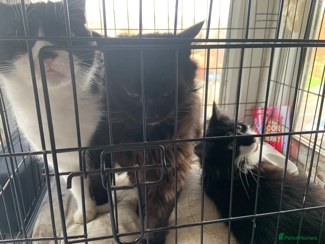 Mixed Breed cats for sale: 12 week old kitten looking for a forever home  in Swansea - Advert 2