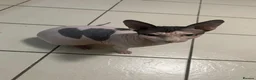 Sphynx cats for sale: Male sphynx in Grays - Advert 3