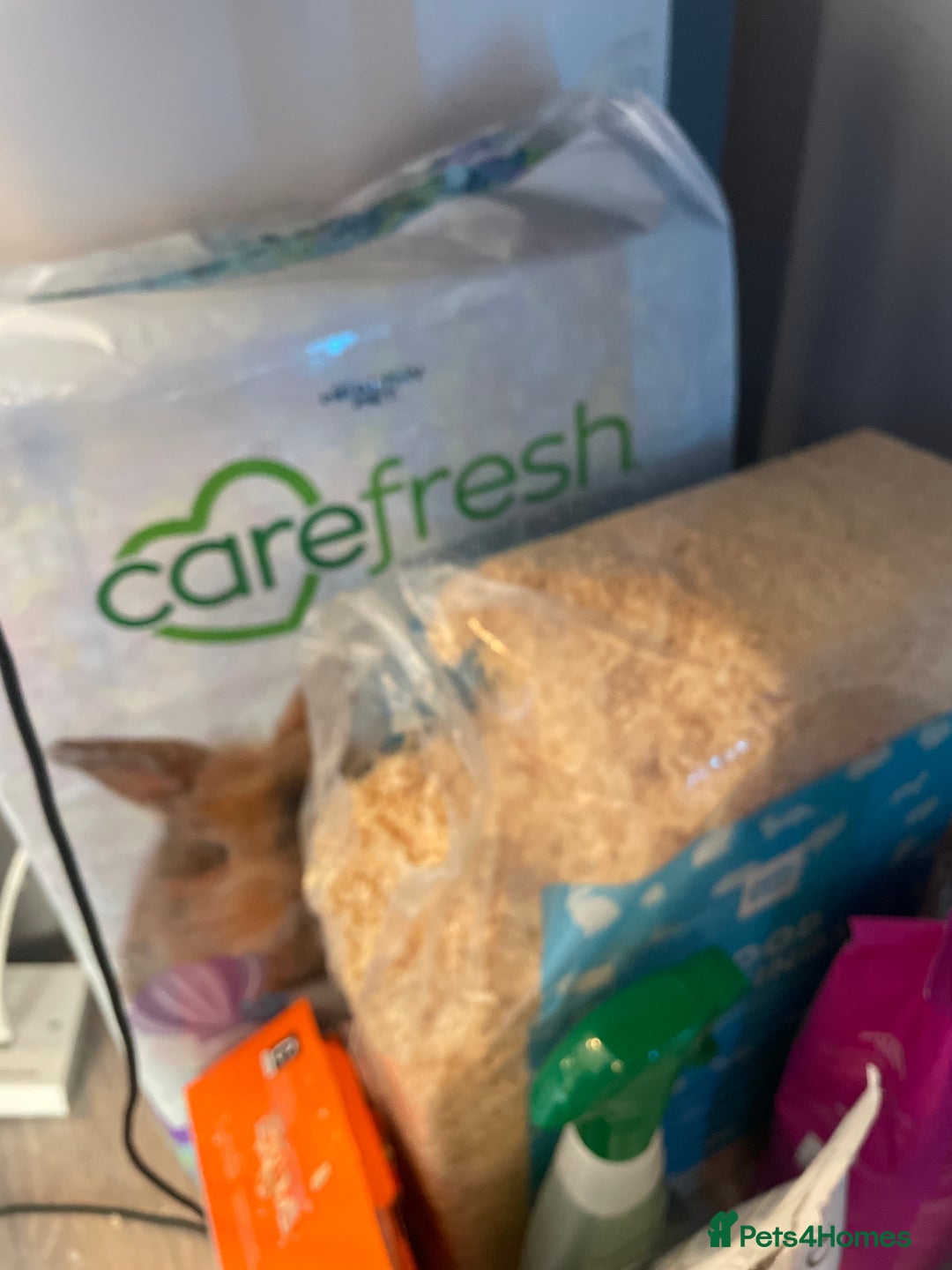 Hamster rodents for sale: Hamster for sale  - Advert 1