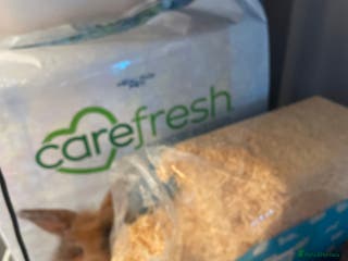 Hamster rodents Hamster for sale - Advert 9