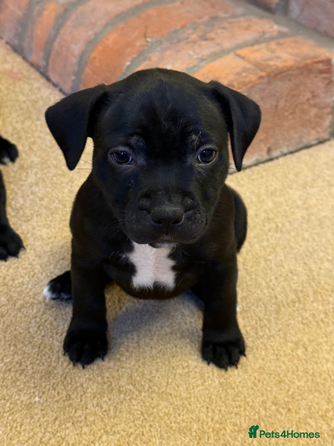 Staffordshire Bull Terrier dogs for sale: Health Tested Clear Staffordshire Bull Terrier's - Advert 17