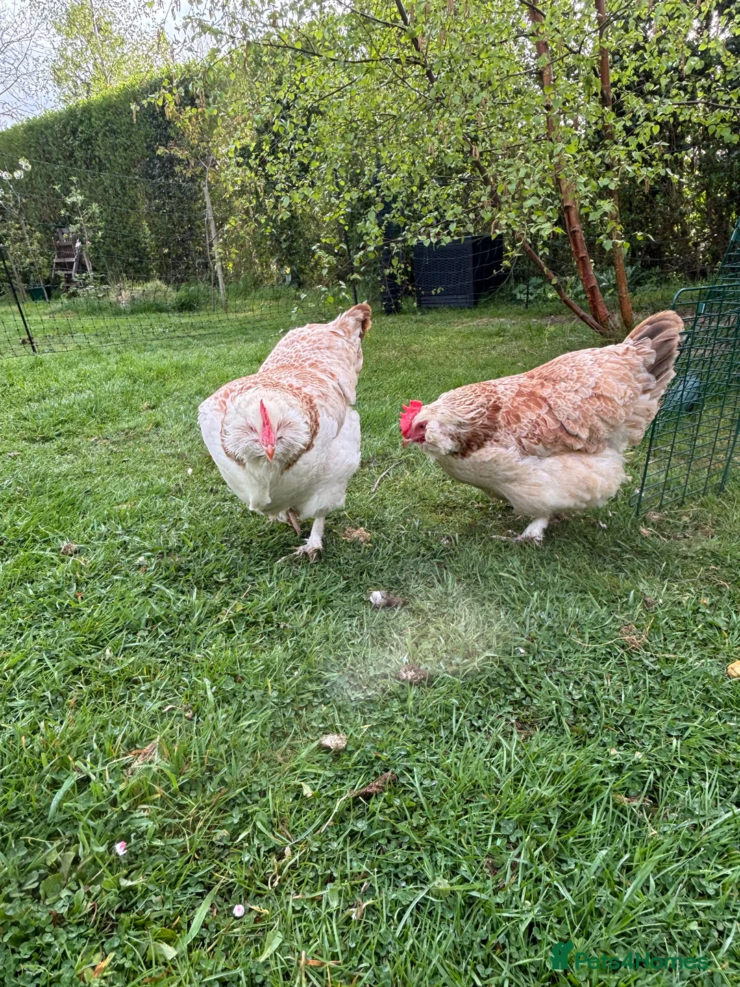 Hens poultry for sale: Two Faverolles Pure Breed Hens in Mayfield - Advert 1