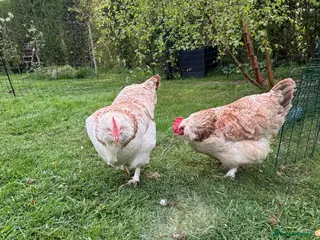 Hens poultry Two Faverolles Pure Breed Hens - Advert 1