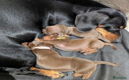 Miniature Dachshund dogs for sale: Beautiful KC Reg Smooth Haired Miniature Dachshund - Image 2