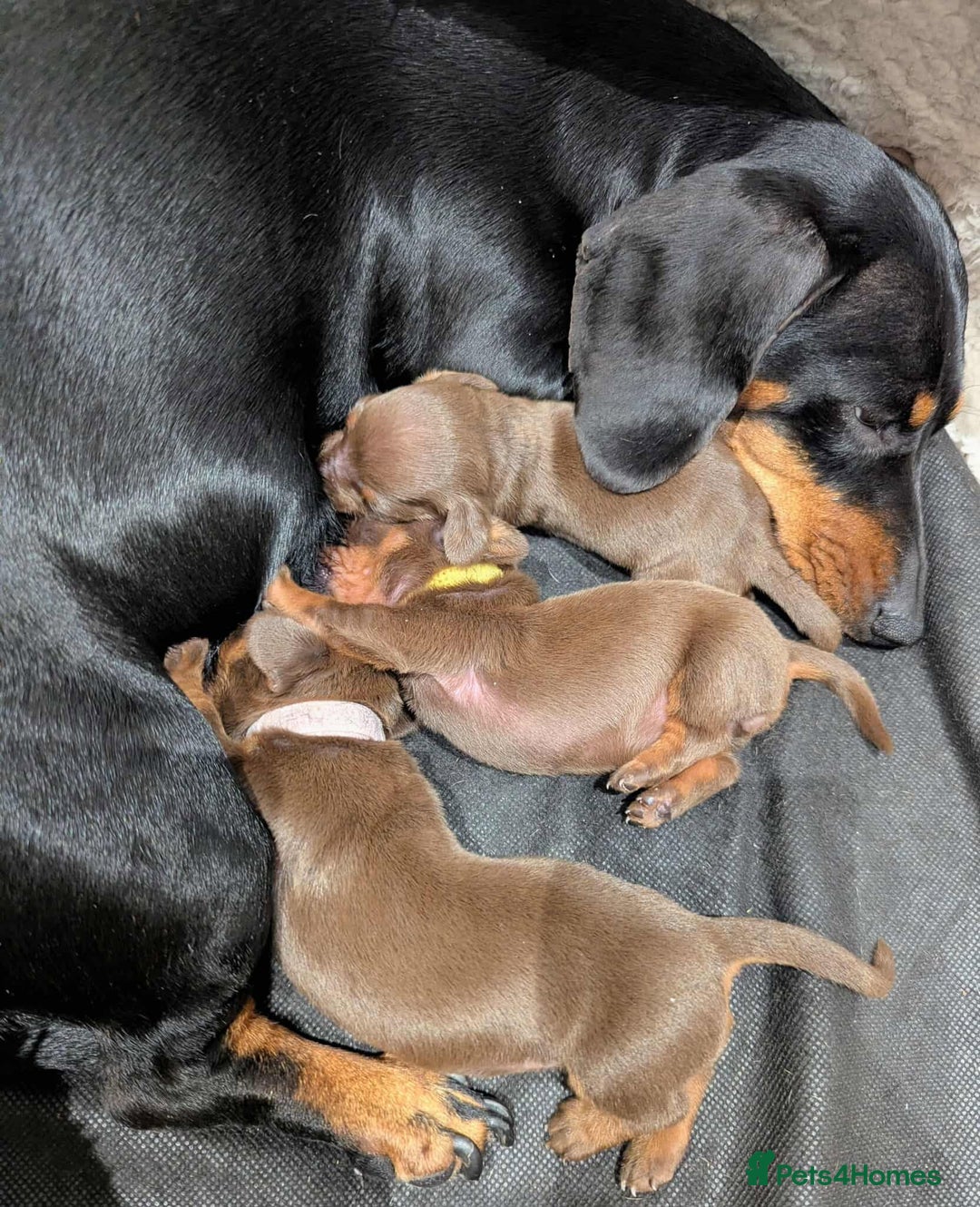 Miniature Dachshund dogs for sale: Beautiful KC Reg Smooth Haired Miniature Dachshund - Image 2
