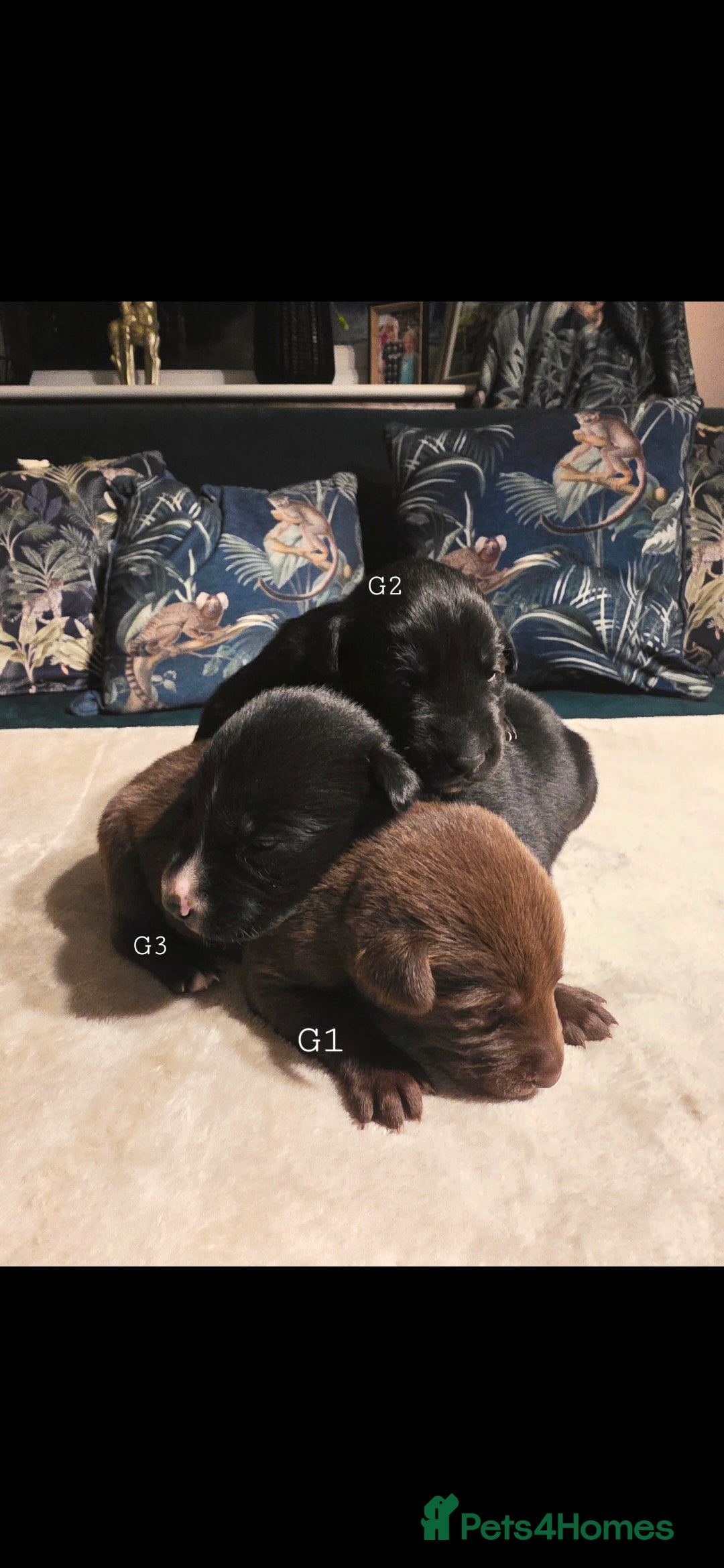 Mixed Breed dogs for sale: STUNNING RED FOX LABRADOR X SPECIAL SIBERIAN HUSKY - Advert 31