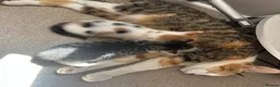 Mixed Breed cats for sale: Stunning kittens  in Ashford - Advert 12