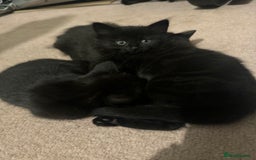 British Longhair cats for sale: 4 all black girls looking for forever home - Image 2
