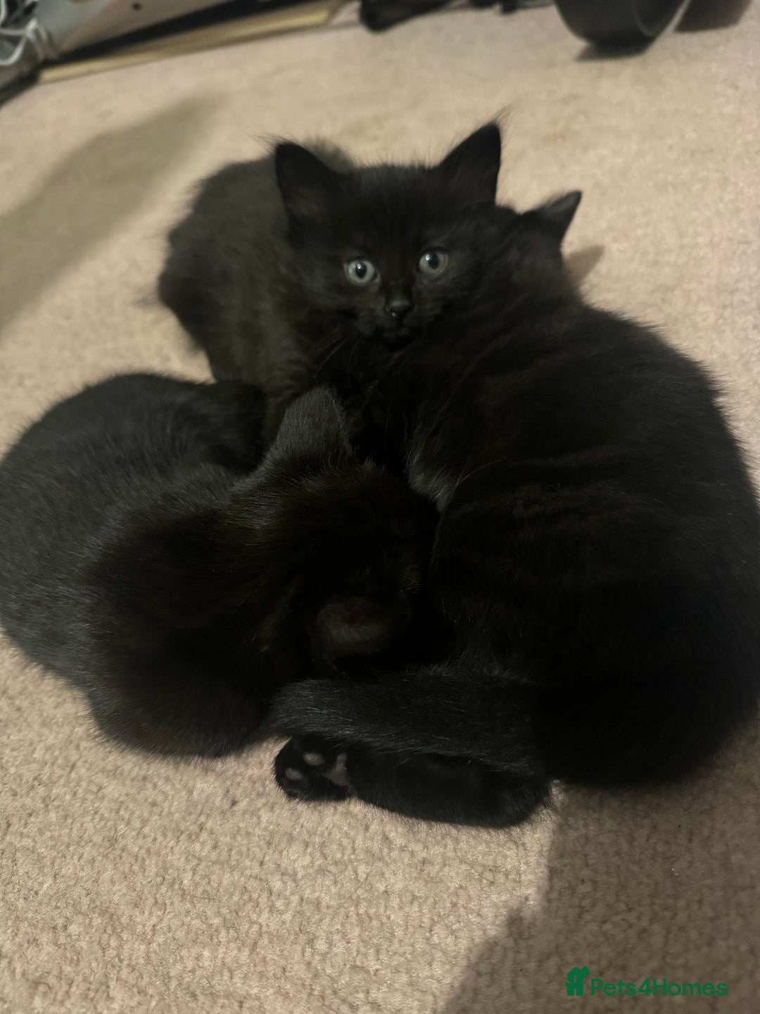 British Longhair cats for sale: 4 all black girls looking for forever home - Image 2