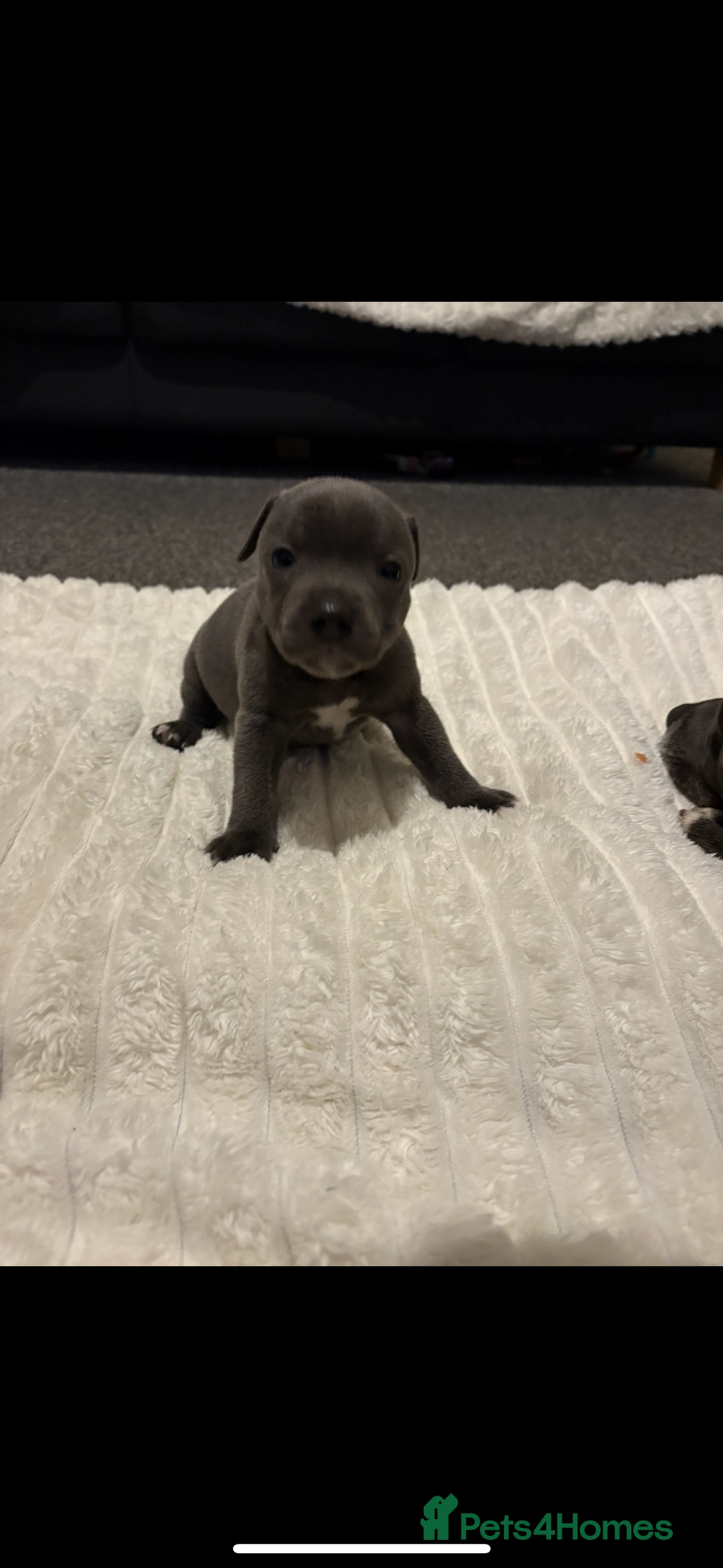 Staffordshire Bull Terrier dogs for sale: KC Registered Blue Staffordshire Bull Terrier  - Image 10