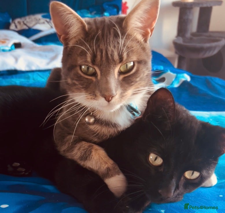 Bombay cats 2 year old cat and 18 months old cat   - Advert 1