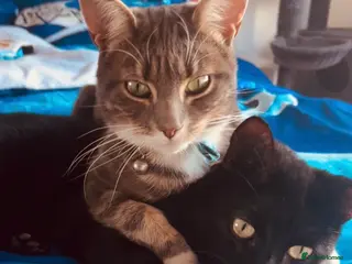 Bombay cats 2 year old cat and 18 months old cat - Advert 1