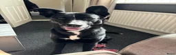 Mixed Breed dogs for sale: Marley - Advert 1