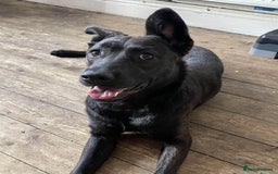 Mixed Breed dogs for sale: German Shepherd x Cane Corso - Image 4