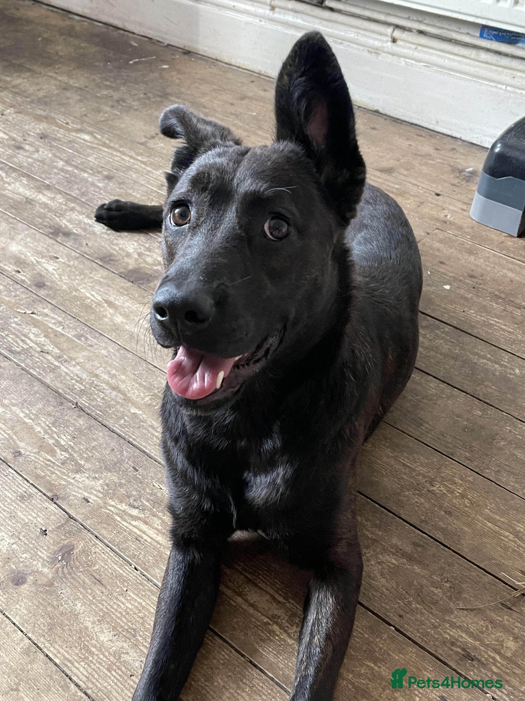Mixed Breed dogs for sale: German Shepherd x Cane Corso - Image 4