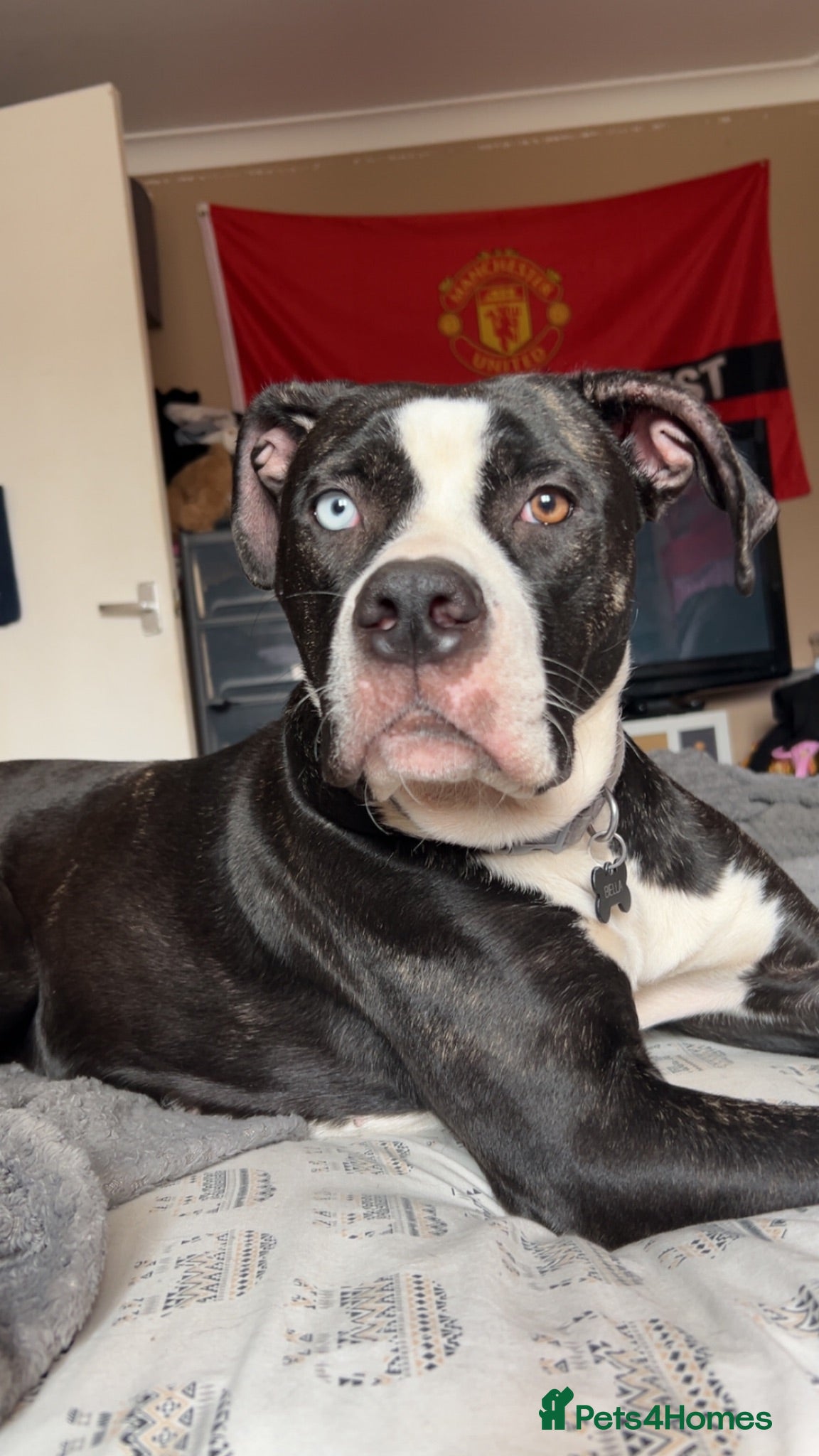 Mixed Breed dogs 1 year old mixed staffy and mastiff - Advert 2