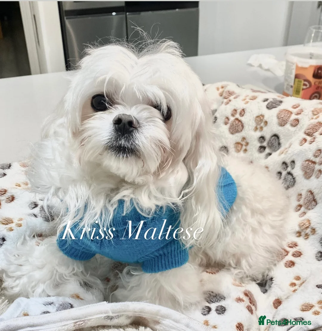 Maltese dogs for stud: 🌟Stunning KC Reg Korean Maltese boy for STUD - Advert 2