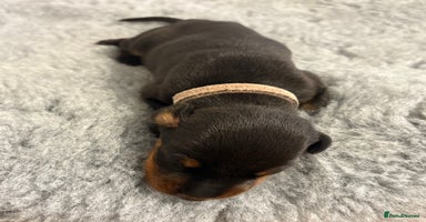 Dobermann dogs in London - Advert 1