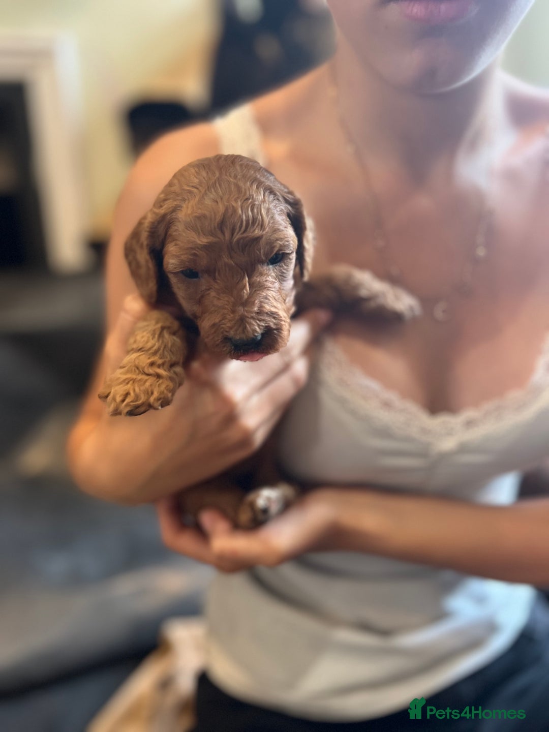 Double Doodle dogs for sale: Miniature GOLDENDOODLE puppies - Image 5