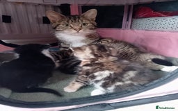 Mixed Breed cats for sale: Beautiful Mixed Tabby and Ginger Kittens  - Image 2