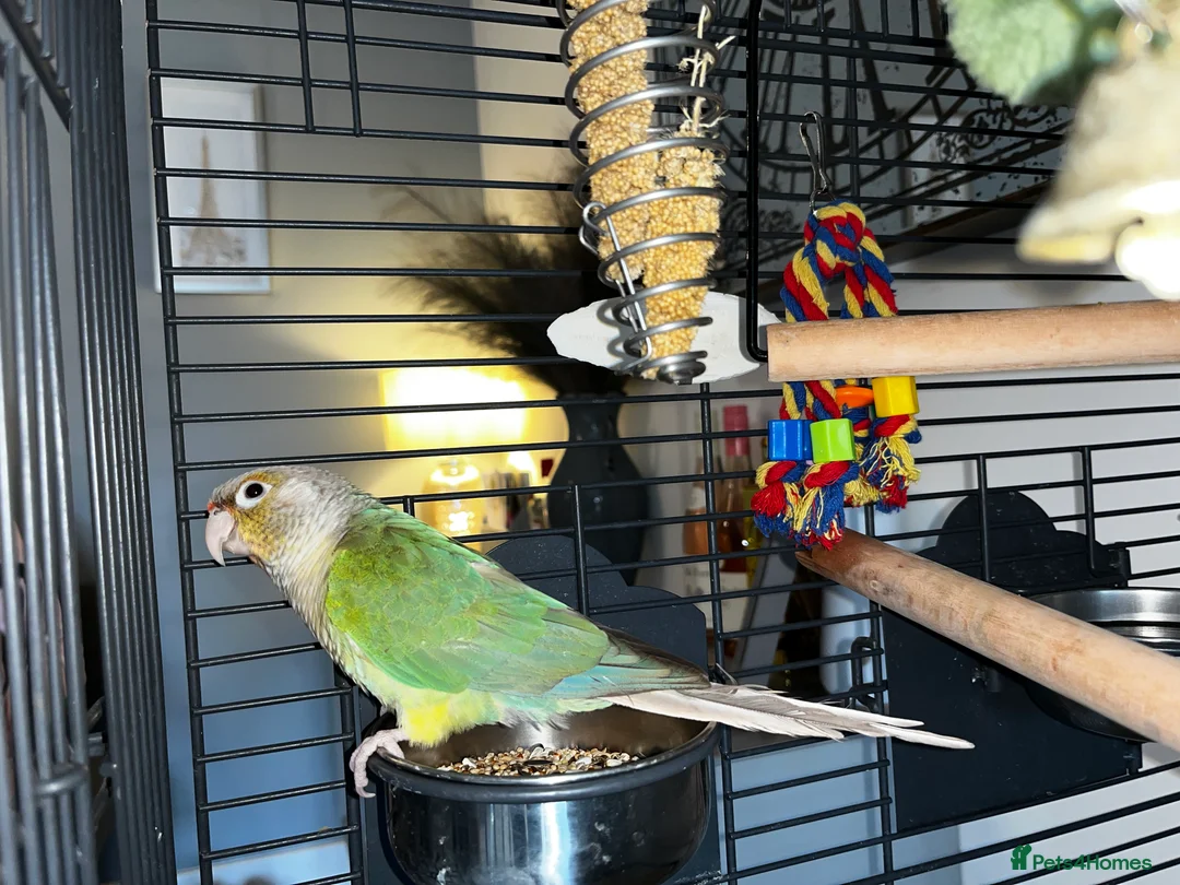 Conures birds for sale: Conure for sale with cage and toys - Advert 3