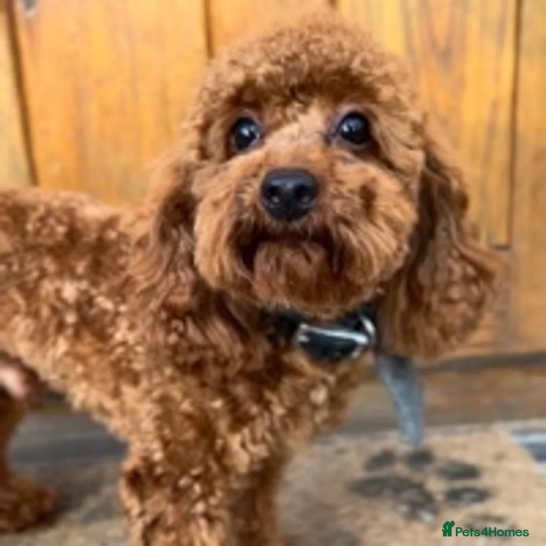 Toy Poodle dogs for stud: ONLY 3KG 9INCH Red DNA Tested Toy Poodle STUDS!! in Welshpool - Advert 14