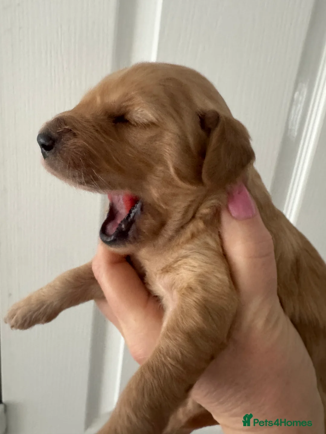 Goldendoodle dogs for sale: F1 Golden Doodles  - Advert 14