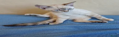 Lynx point ragdoll mix short haired