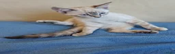 Mixed Breed cats for sale:  1 girl left lynx point - BLUE eyed ragdoll mix - Advert 37