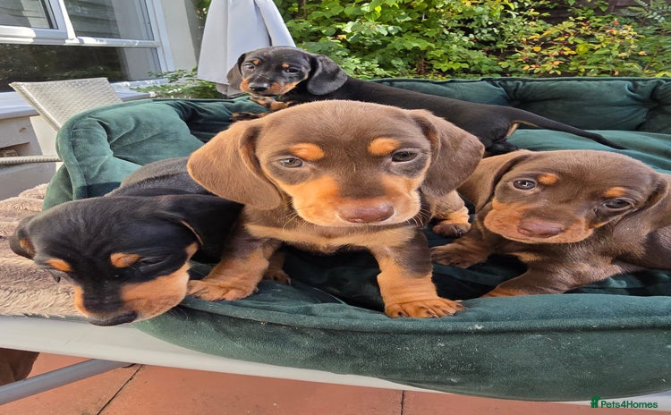 Dachshund dogs - Advert 4