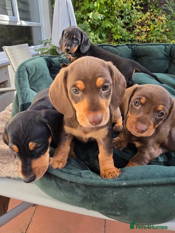 Dachshund dogs - Advert 13