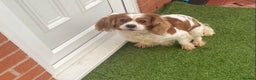 Cavalier King Charles Spaniel dogs for sale: Cavalier, King, Charles - Advert 5