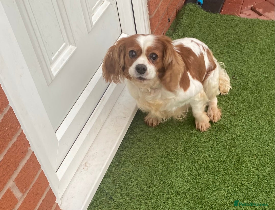 Cavalier King Charles Spaniel dogs for sale: Cavalier, King, Charles - Advert 5