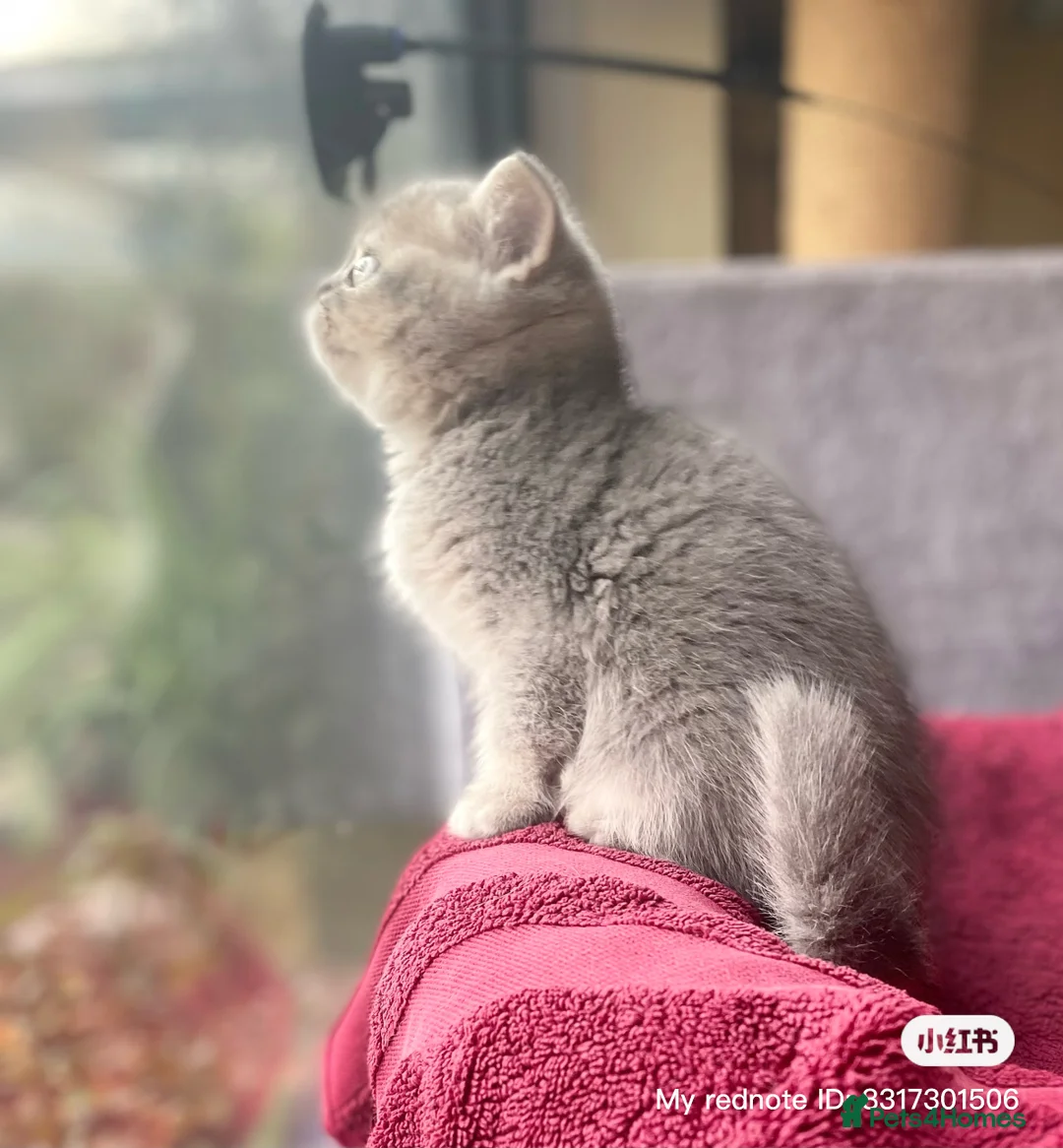 British Shorthair cats for sale: Beautiful British shorthair  - Advert 3