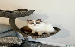 Ragdoll cats for sale:  🇪🇺Show quality European lines ragdoll girl 🩷 - Image 7