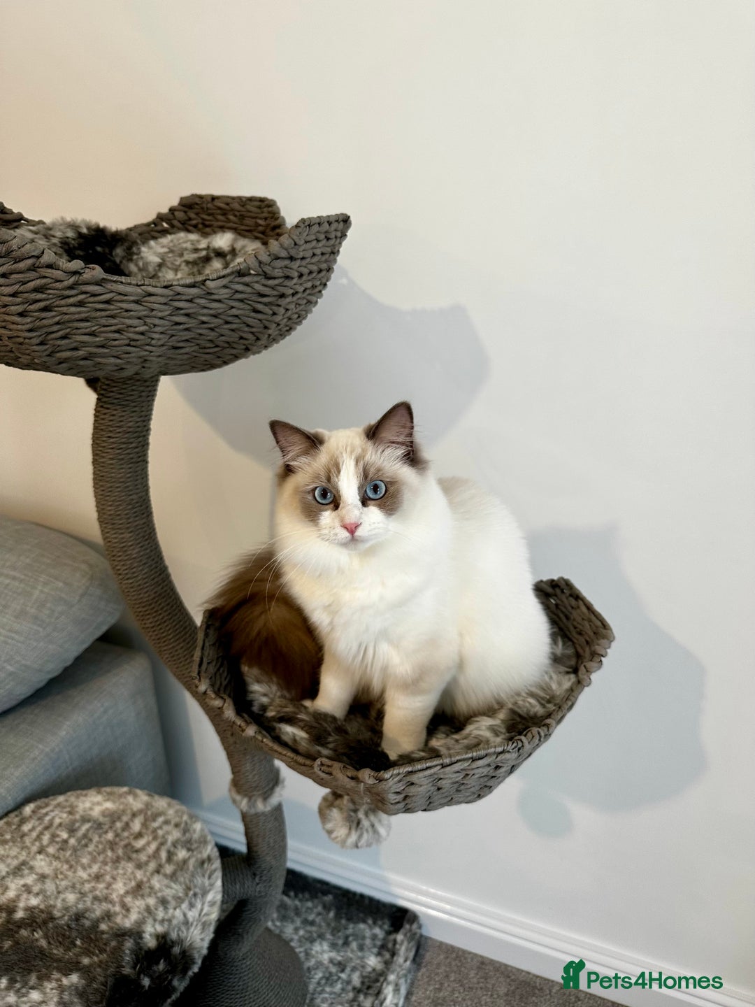Ragdoll cats for sale:  🇪🇺Show quality European lines ragdoll girl 🩷 - Image 7