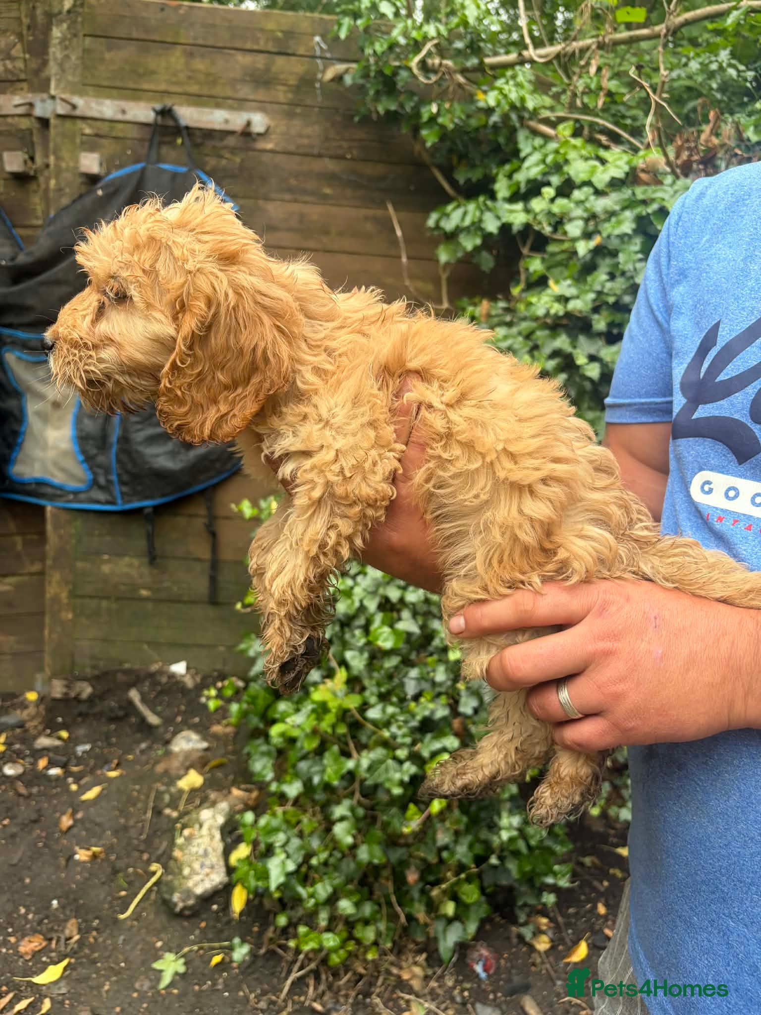 Cockapoo dogs for sale: F1 cockerpoos available  - Advert 9