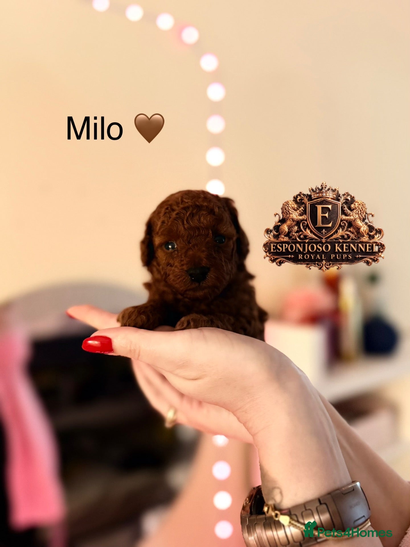 Toy Poodle dogs 5⭐️licensed ESPONJOSO tiny Half Asian Toy Poodle👑 - Advert 2