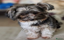 Biewer Terrier dogs for stud: Purebred Pedigree Biewer Terrier Proven Stud in Merthyr Tydfil - Image 9