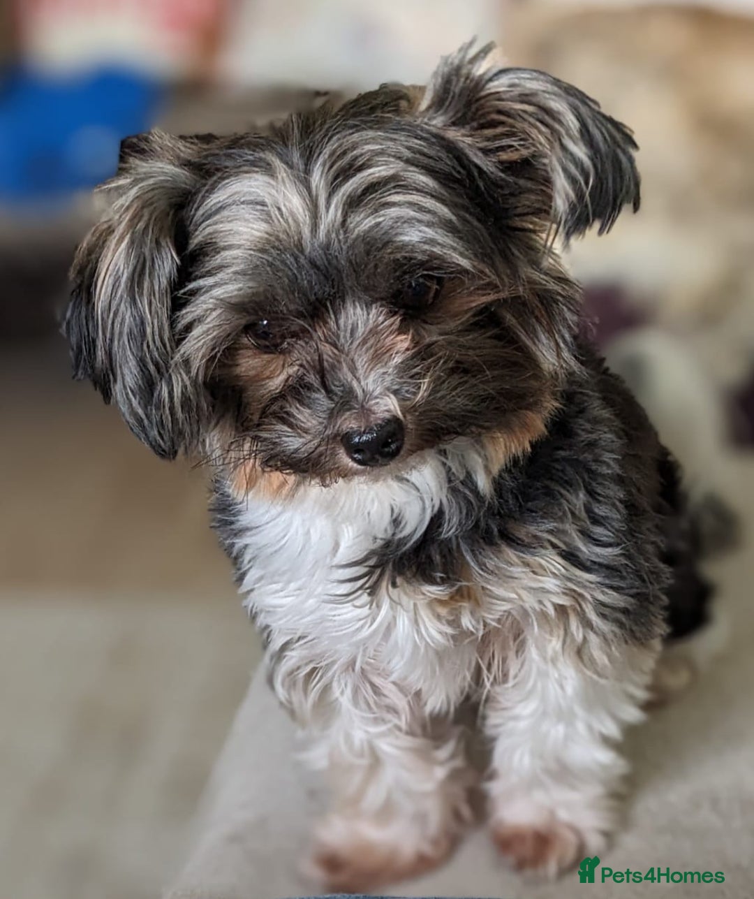 Biewer Terrier dogs for stud: Purebred Pedigree Biewer Terrier Proven Stud in Merthyr Tydfil - Image 9