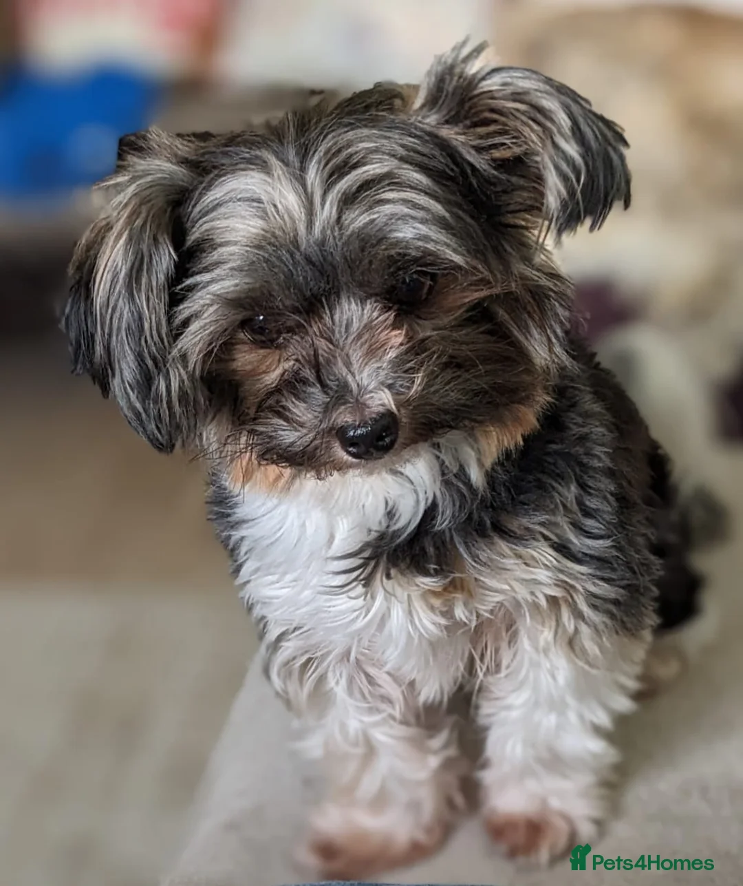 Biewer Terrier dogs for stud: Purebred Pedigree Biewer Terrier Proven Stud in Merthyr Tydfil - Advert 9