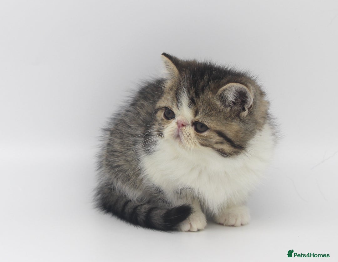 Exotic cats for sale: Quality TICA Reg Exotic & Persian Kittens - Advert 3