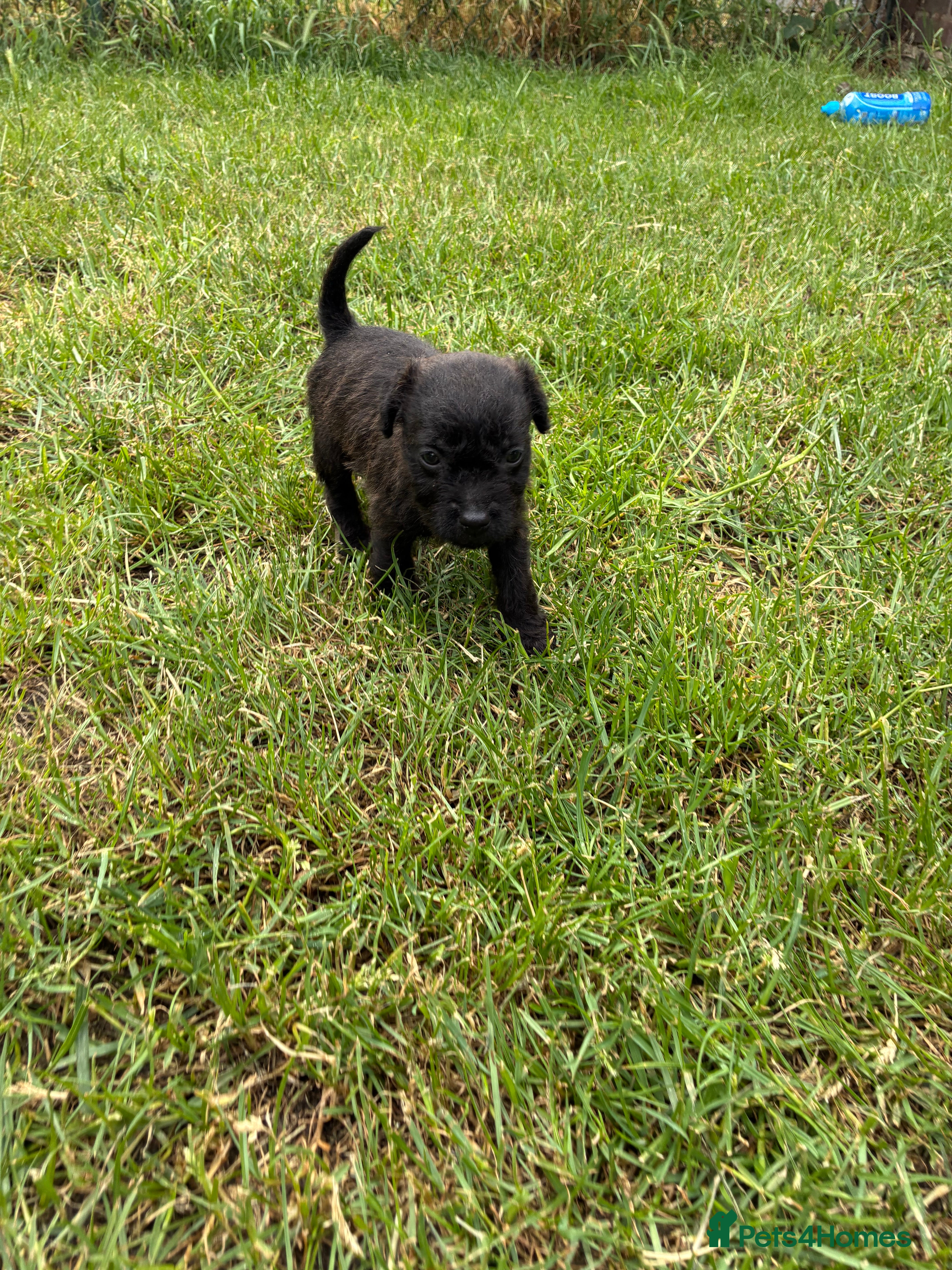 Mixed Breed dogs for sale: Patterdale Lakeland’s - Advert 3