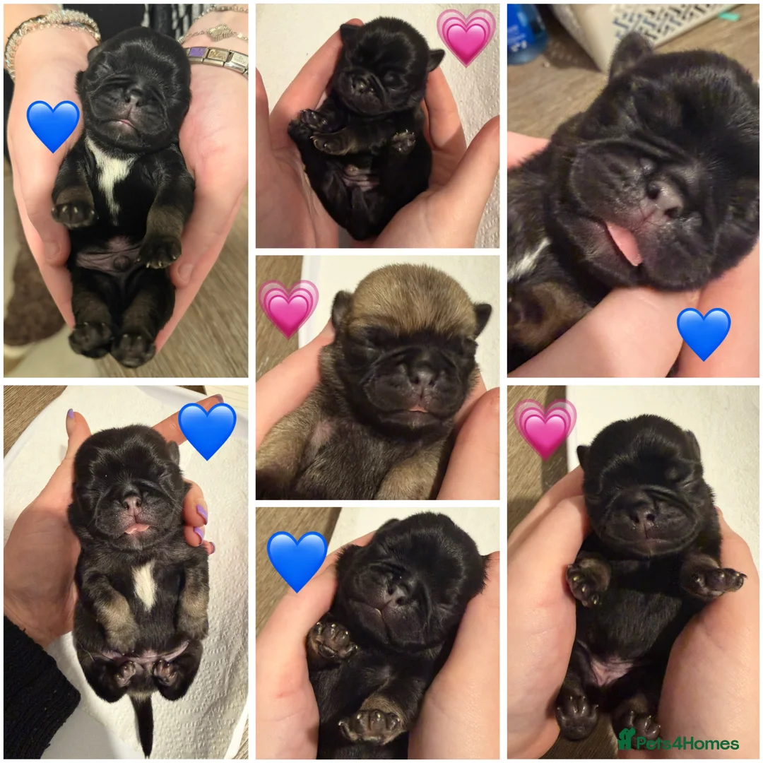 Pug dogs for sale: Pug puppies.  - Advert 1