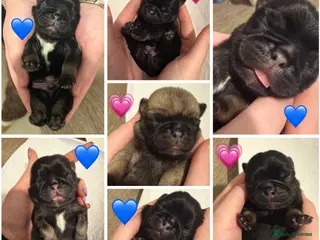 Pug dogs Pug puppies. - Advert 4
